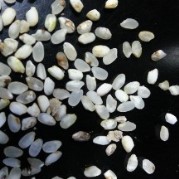 玄米販売