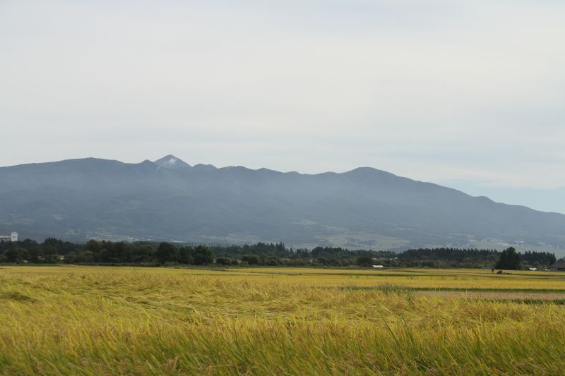 福島県喜多方市慶徳町 田園風景 EM自然農法コシヒカリ
