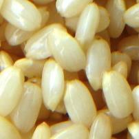 発芽玄米 発芽玄米の作り方