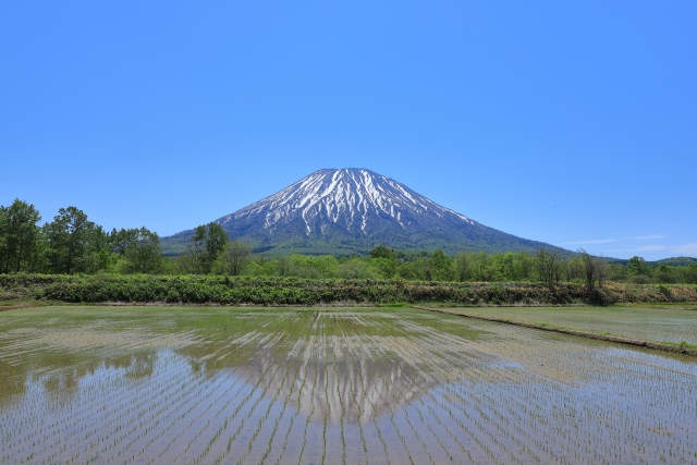ゆめぴりか（北海道）