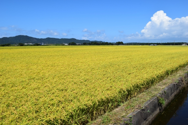 宮城県産つや姫 商品