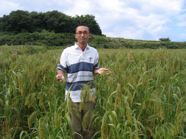 雑穀 圃場見学