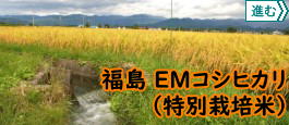 福島EM自然農法コシヒカリ